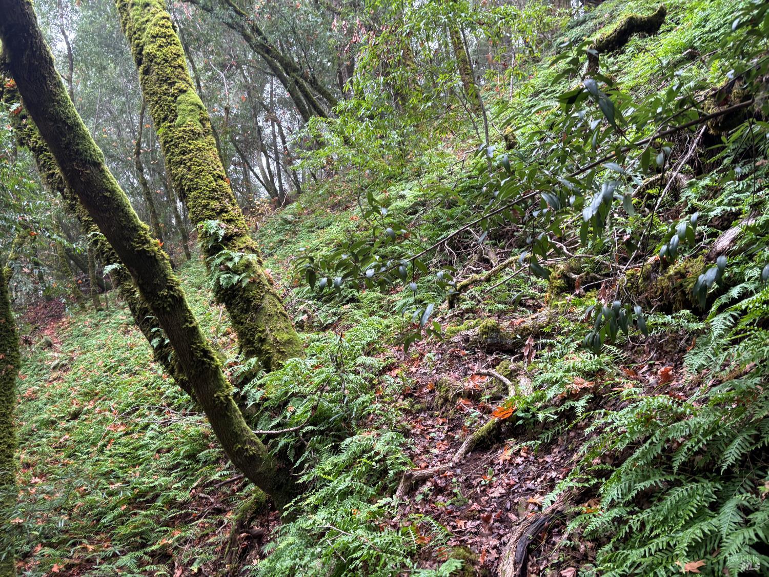 Detail Gallery Image 7 of 9 For 11285 Dell Ave, Forestville,  CA 95436 - – Beds | – Baths