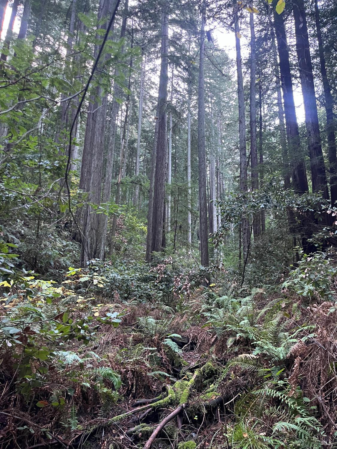 Detail Gallery Image 31 of 33 For 1355 Nicasio Valley Rd, Nicasio,  CA 94946 - 0 Beds | 0/1 Baths