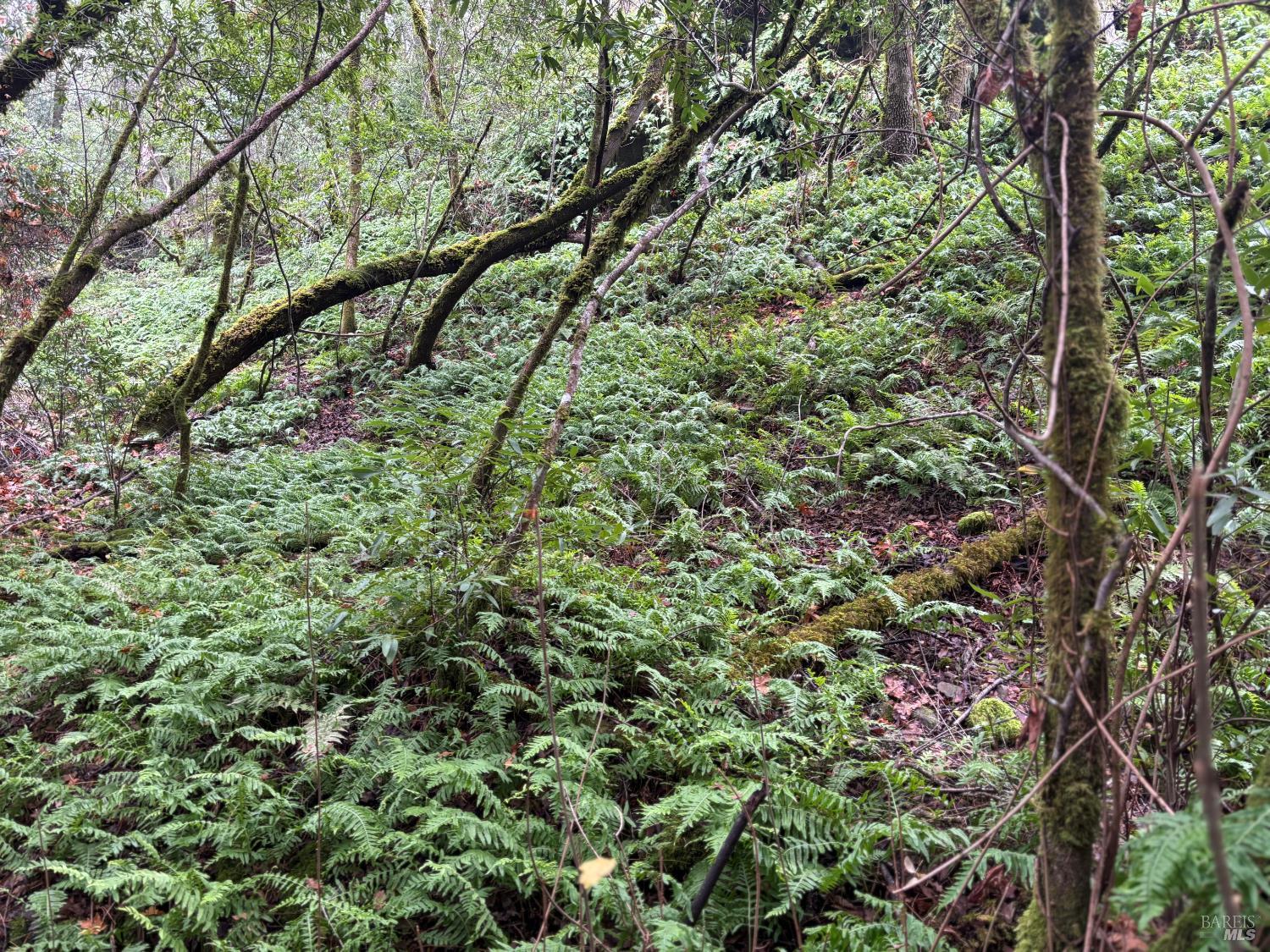 Detail Gallery Image 6 of 9 For 11285 Dell Ave, Forestville,  CA 95436 - – Beds | – Baths