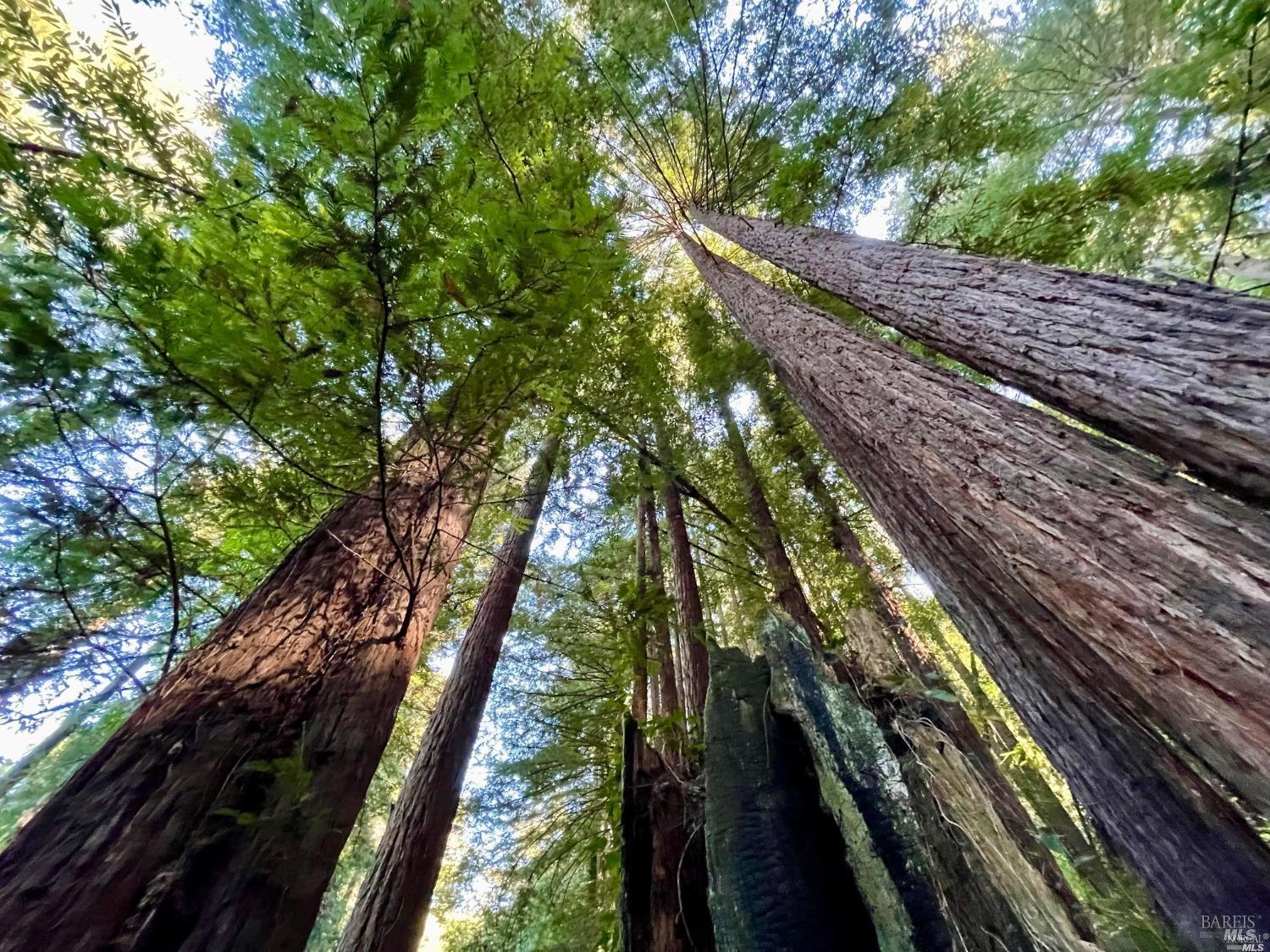 Detail Gallery Image 19 of 21 For 21899 Mesa Grande Ter, Monte Rio,  CA 95462 - – Beds | – Baths