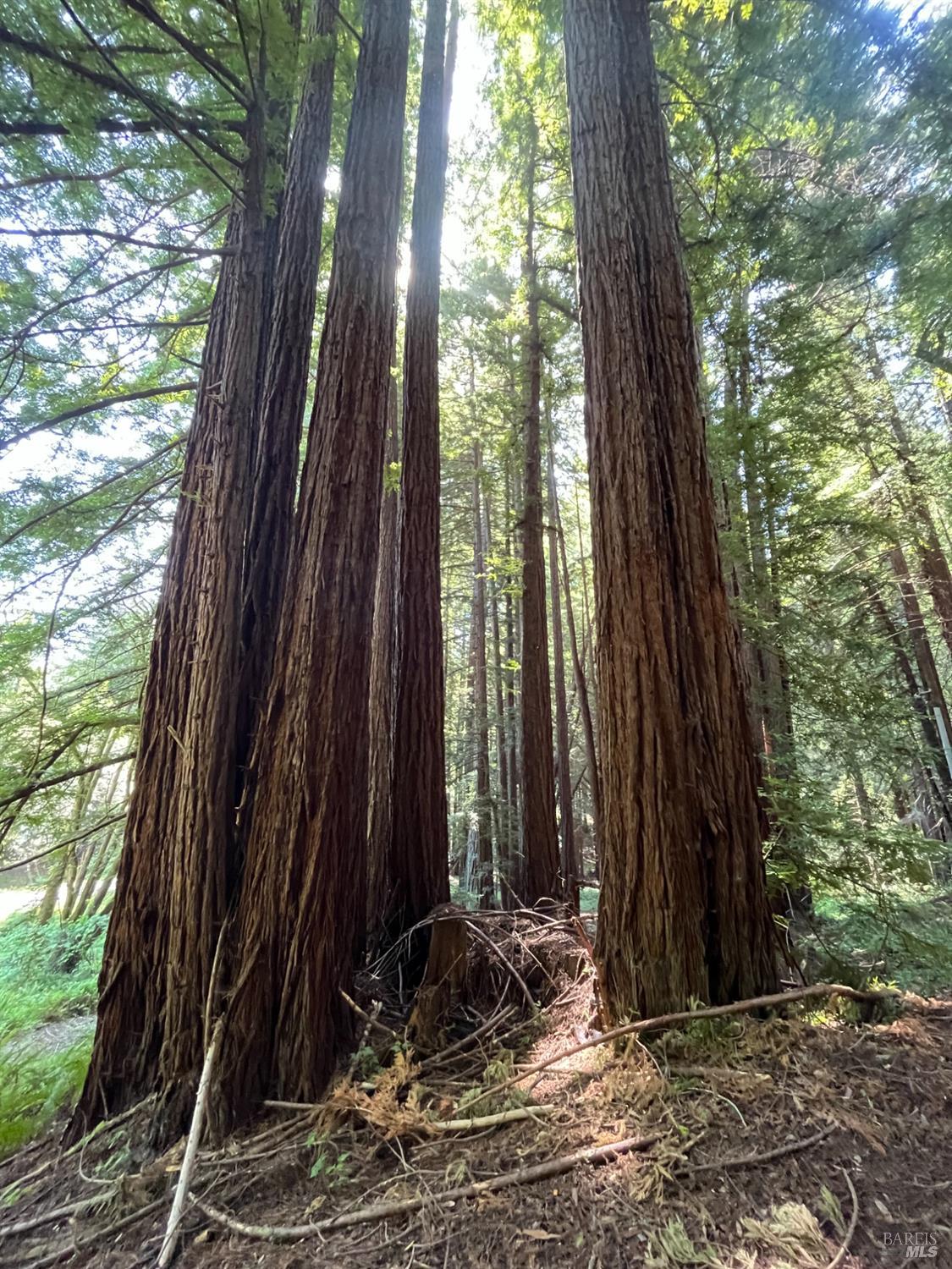 Detail Gallery Image 4 of 33 For 1355 Nicasio Valley Rd, Nicasio,  CA 94946 - 0 Beds | 0/1 Baths