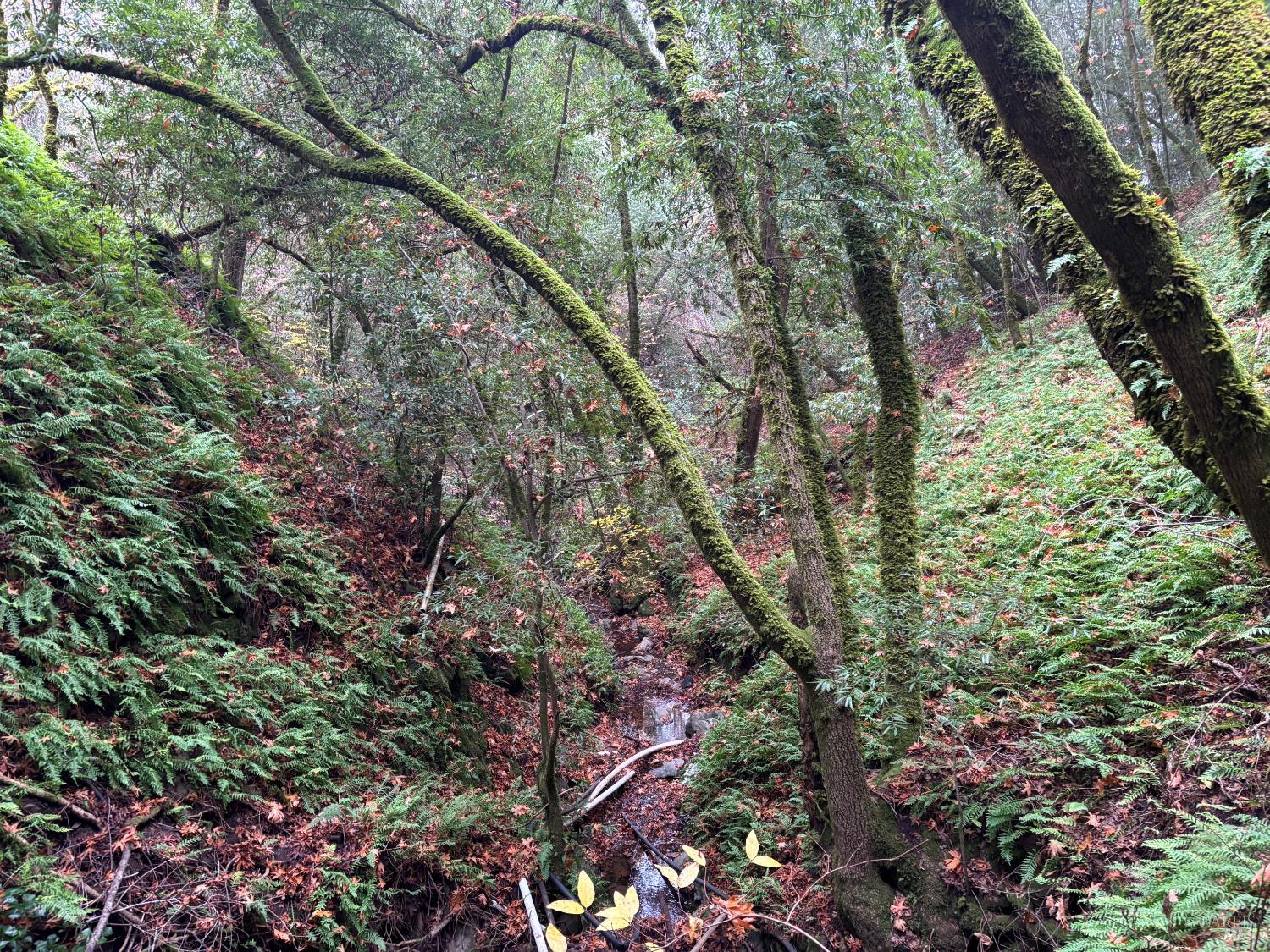 Detail Gallery Image 8 of 9 For 11285 Dell Ave, Forestville,  CA 95436 - – Beds | – Baths