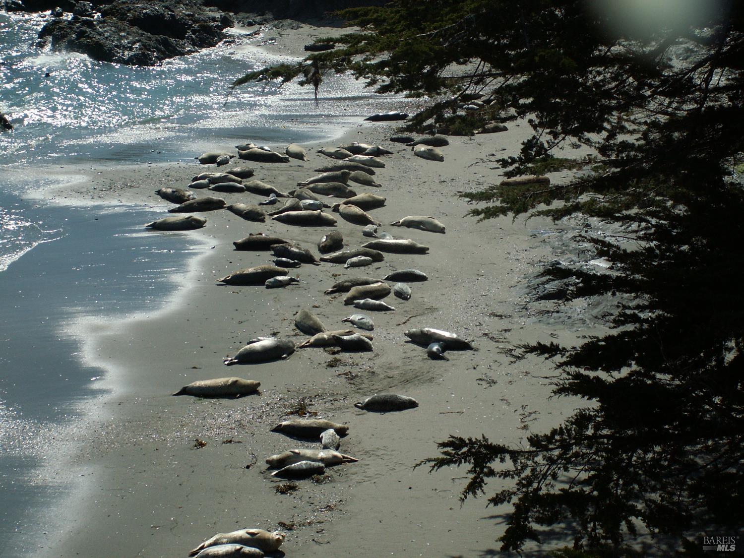 Detail Gallery Image 58 of 63 For 167 Dune Drift Close Unkn, The Sea Ranch,  CA 95497 - 3 Beds | 2 Baths