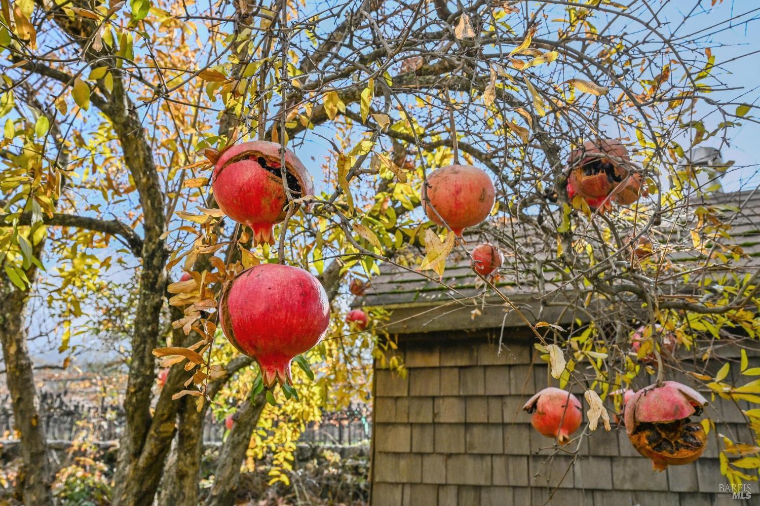 Detail Gallery Image 60 of 70 For 4188 Saint Helena Hwy, Calistoga,  CA 94515 - 3 Beds | 2/1 Baths