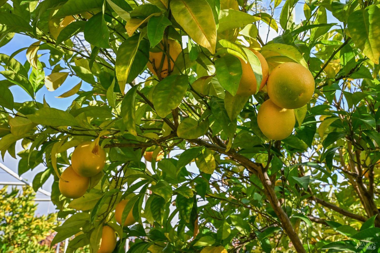 Detail Gallery Image 62 of 70 For 4188 Saint Helena Hwy, Calistoga,  CA 94515 - 3 Beds | 2/1 Baths