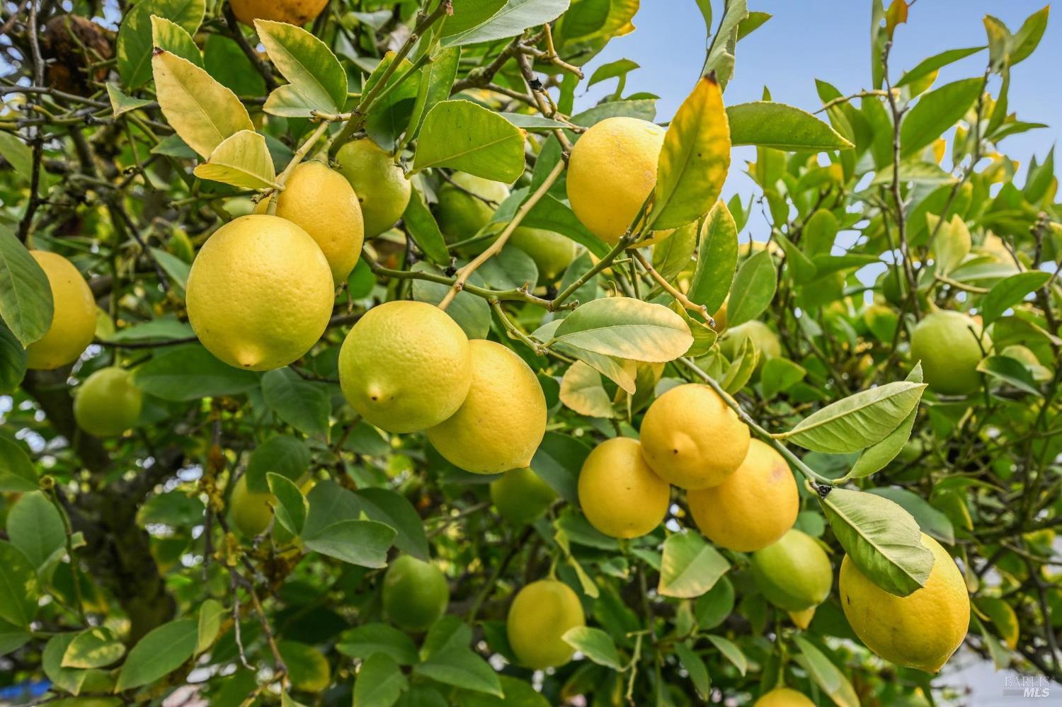 Detail Gallery Image 24 of 35 For 1127 Cleveland Ave, Santa Rosa,  CA 95401 - 2 Beds | 1/1 Baths