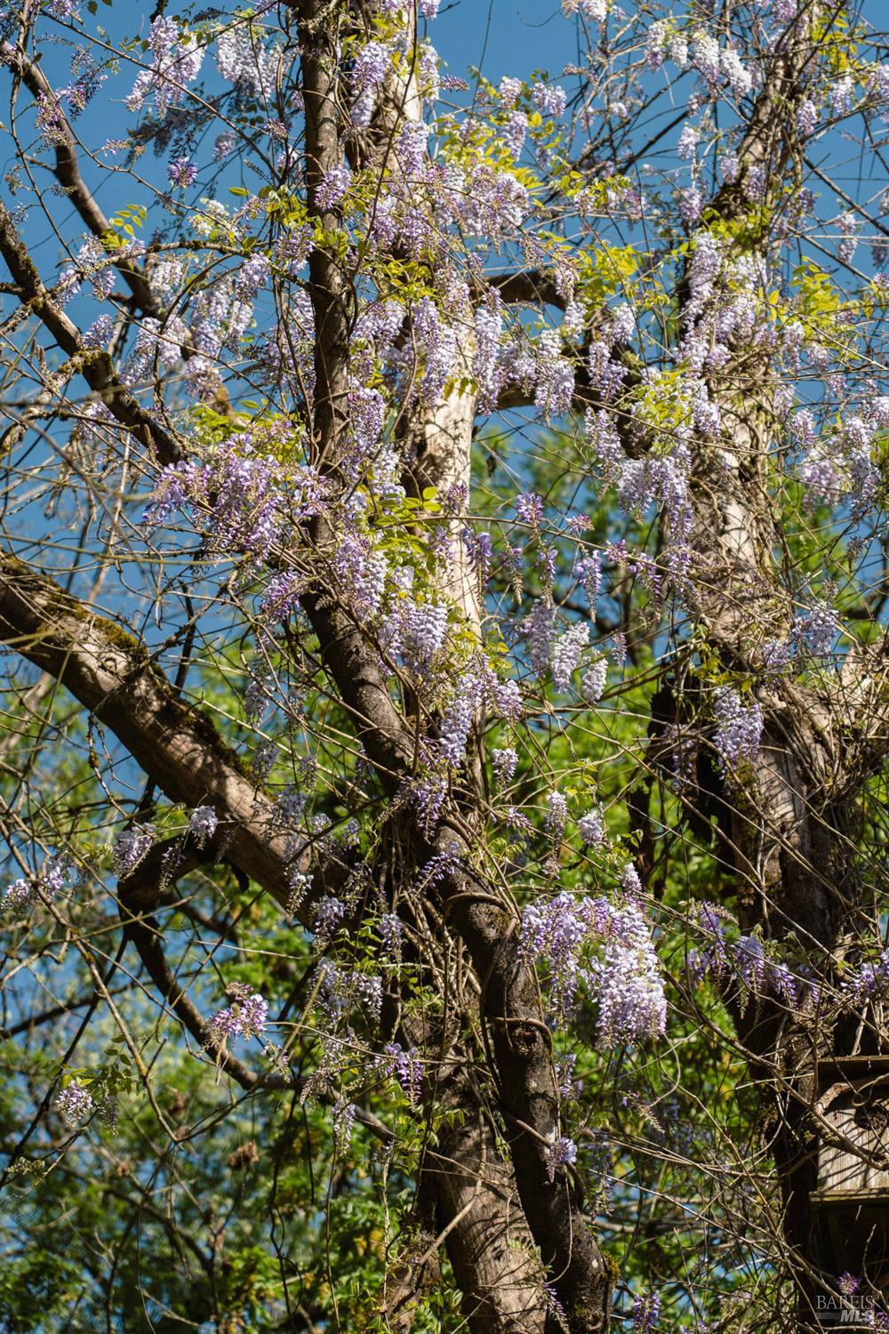 Detail Gallery Image 13 of 19 For Address Is Not Disclosed, Forestville,  CA 95436 - – Beds | – Baths