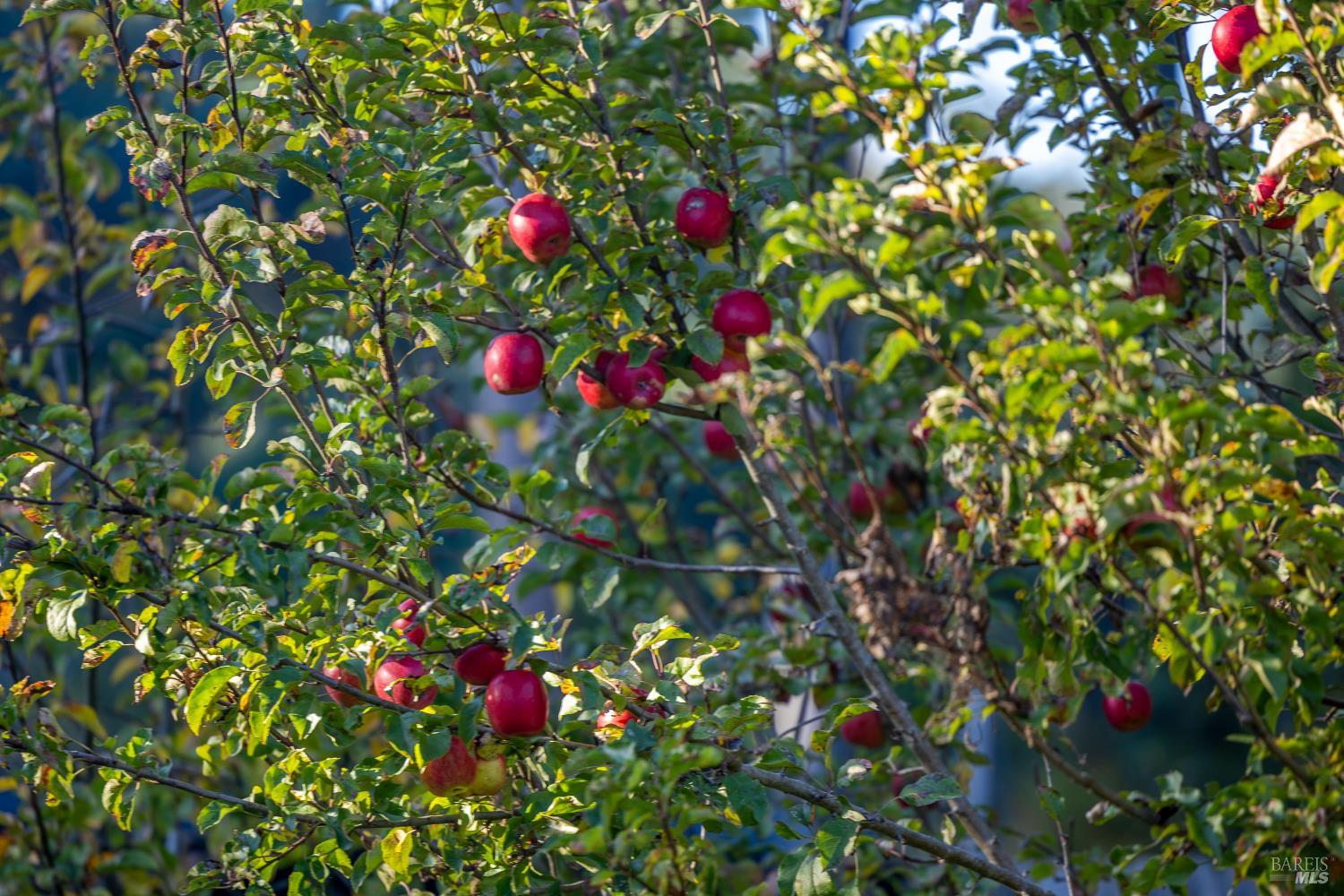Detail Gallery Image 30 of 41 For 19204 Benson Ln, Fort Bragg,  CA 95437 - 2 Beds | 2 Baths