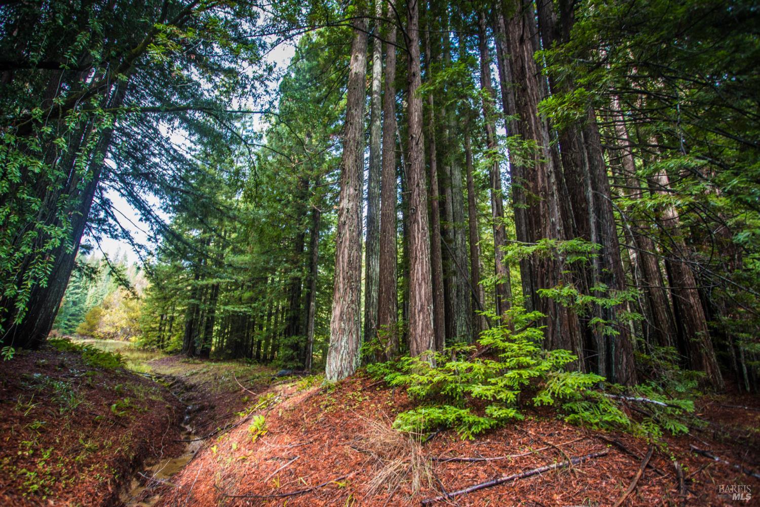 Detail Gallery Image 8 of 42 For 11091 Irmulco Rd, Willits,  CA 95490 - 4 Beds | 2 Baths