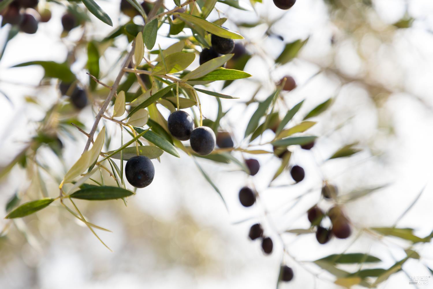 Detail Gallery Image 63 of 65 For 17350 Deer Meadows Rd, Boonville,  CA 95415 - 3 Beds | 2 Baths