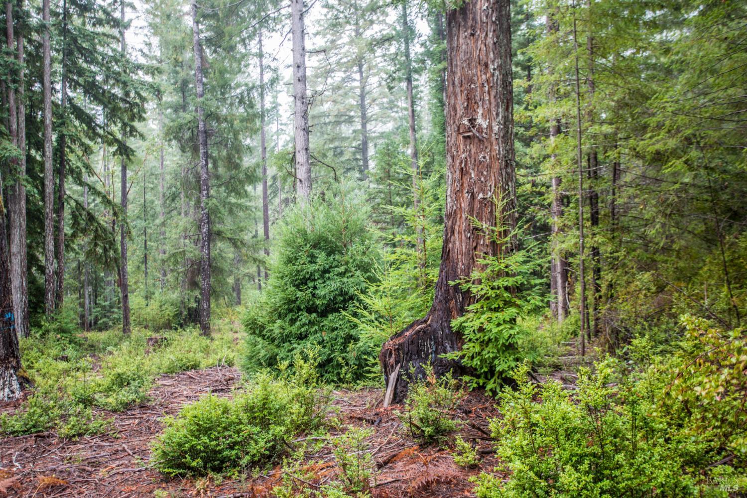 Detail Gallery Image 28 of 42 For 11091 Irmulco Rd, Willits,  CA 95490 - 4 Beds | 2 Baths