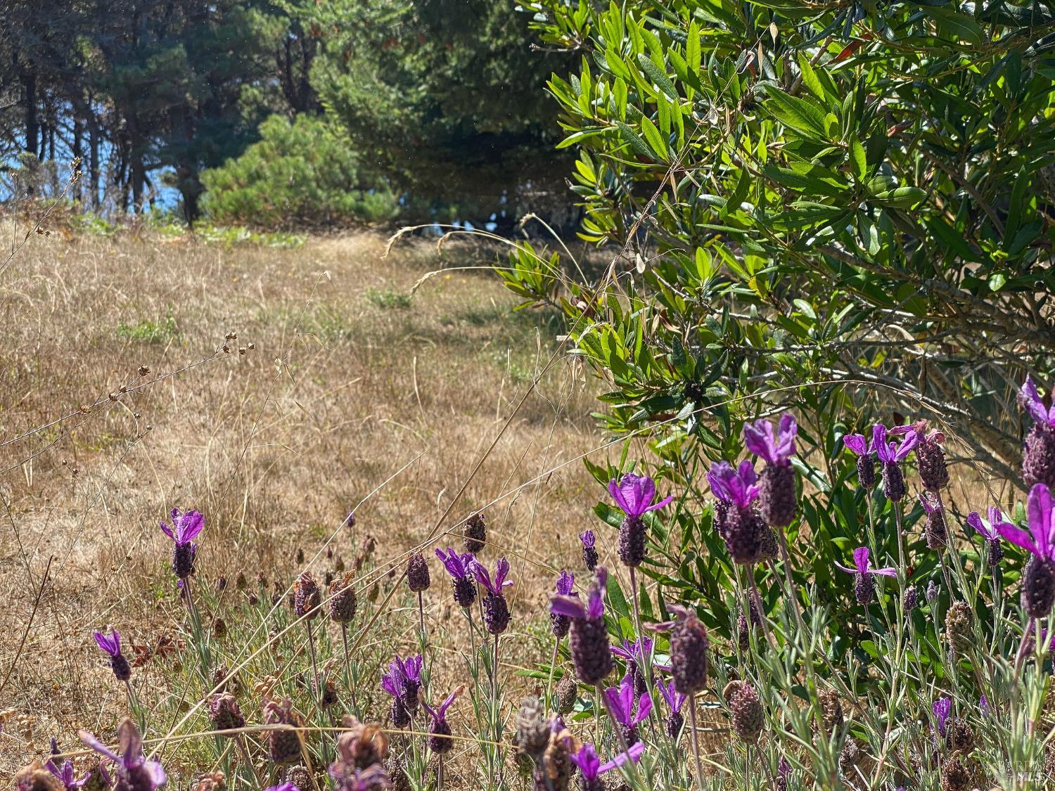 Detail Gallery Image 7 of 35 For 105 Hares Tail Unkn, The Sea Ranch,  CA 95497 - – Beds | – Baths