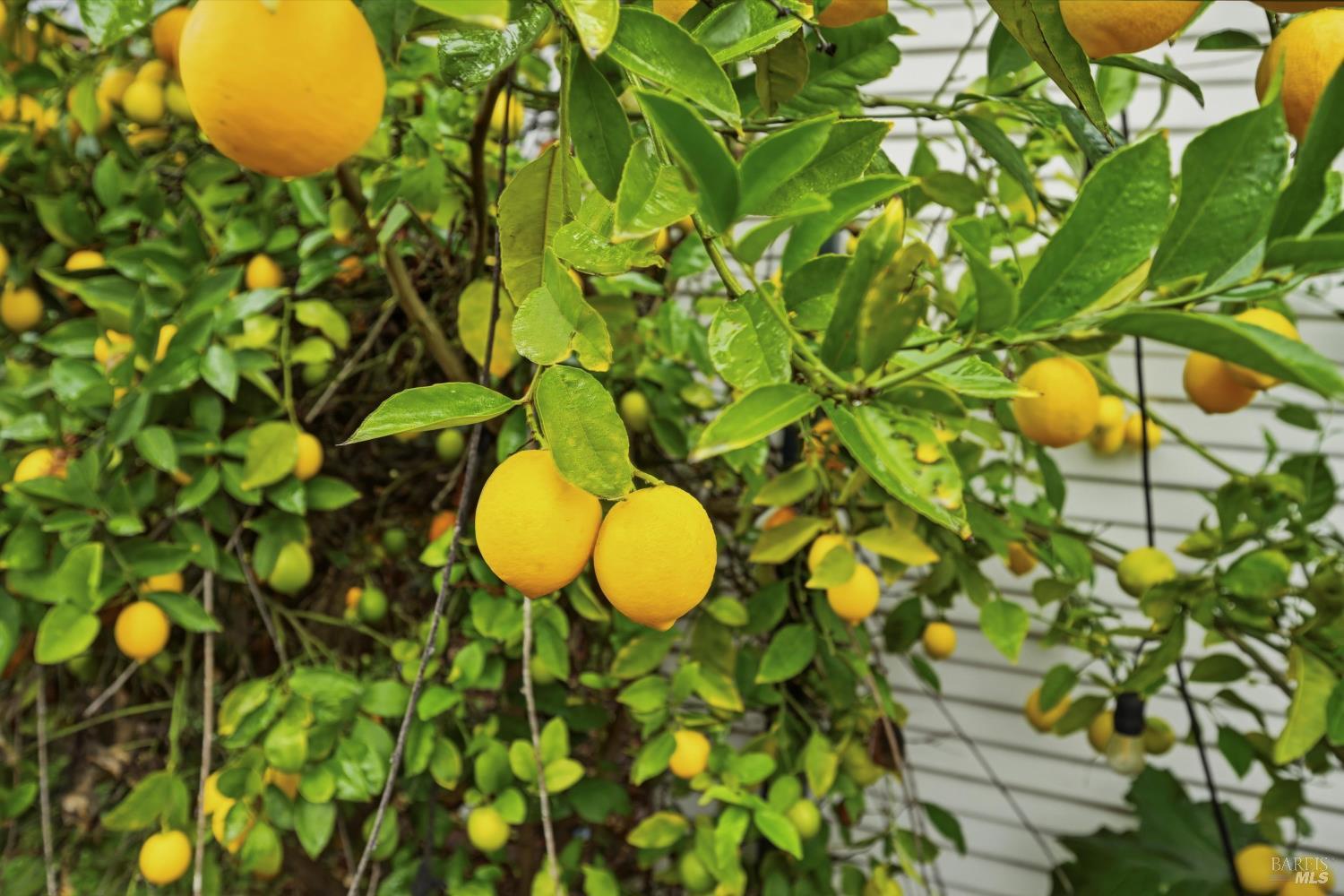 Detail Gallery Image 19 of 24 For 112 Carrillo St, Santa Rosa,  CA 95401 - 2 Beds | 1 Baths