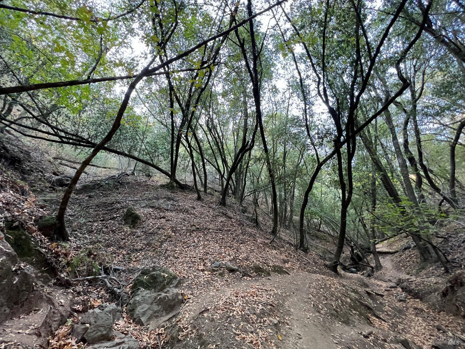 Detail Gallery Image 8 of 10 For 0 Cypress Dr, Fairfax,  CA 94930 - – Beds | – Baths