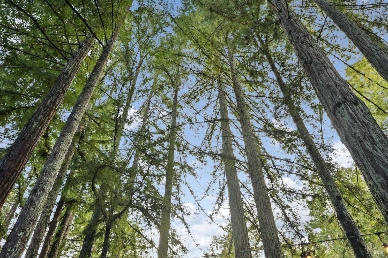 Detail Gallery Image 53 of 63 For 16190 Fern Way, Guerneville,  CA 95446 - 2 Beds | 2 Baths