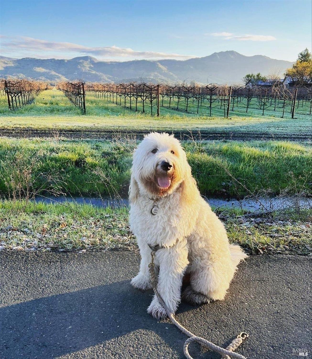 Detail Gallery Image 50 of 52 For 8 Valley Club Cir, Napa,  CA 94558 - 2 Beds | 2/1 Baths