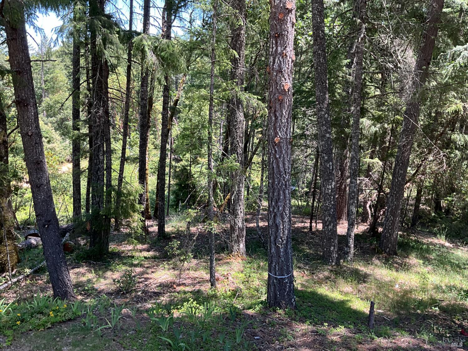 Detail Gallery Image 24 of 29 For 31300 Sherwood Rd, Willits,  CA 95490 - 4 Beds | 3 Baths