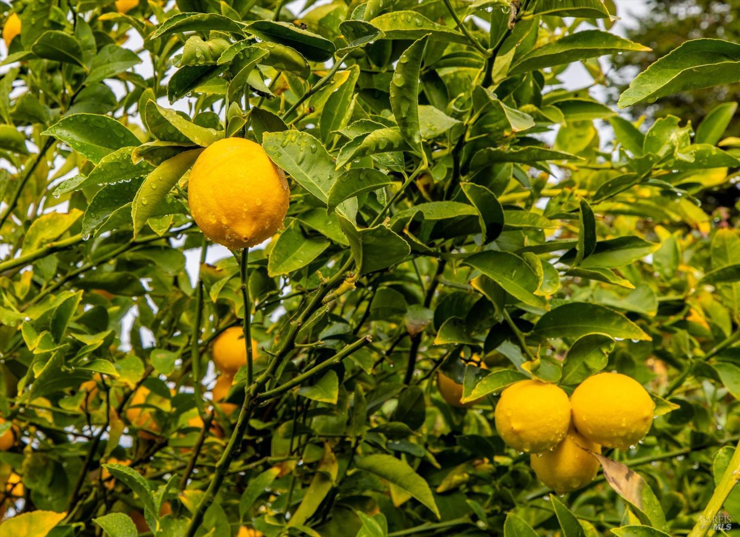 Detail Gallery Image 71 of 74 For 2036 Newcastle Dr, Vacaville,  CA 95687 - 3 Beds | 3 Baths