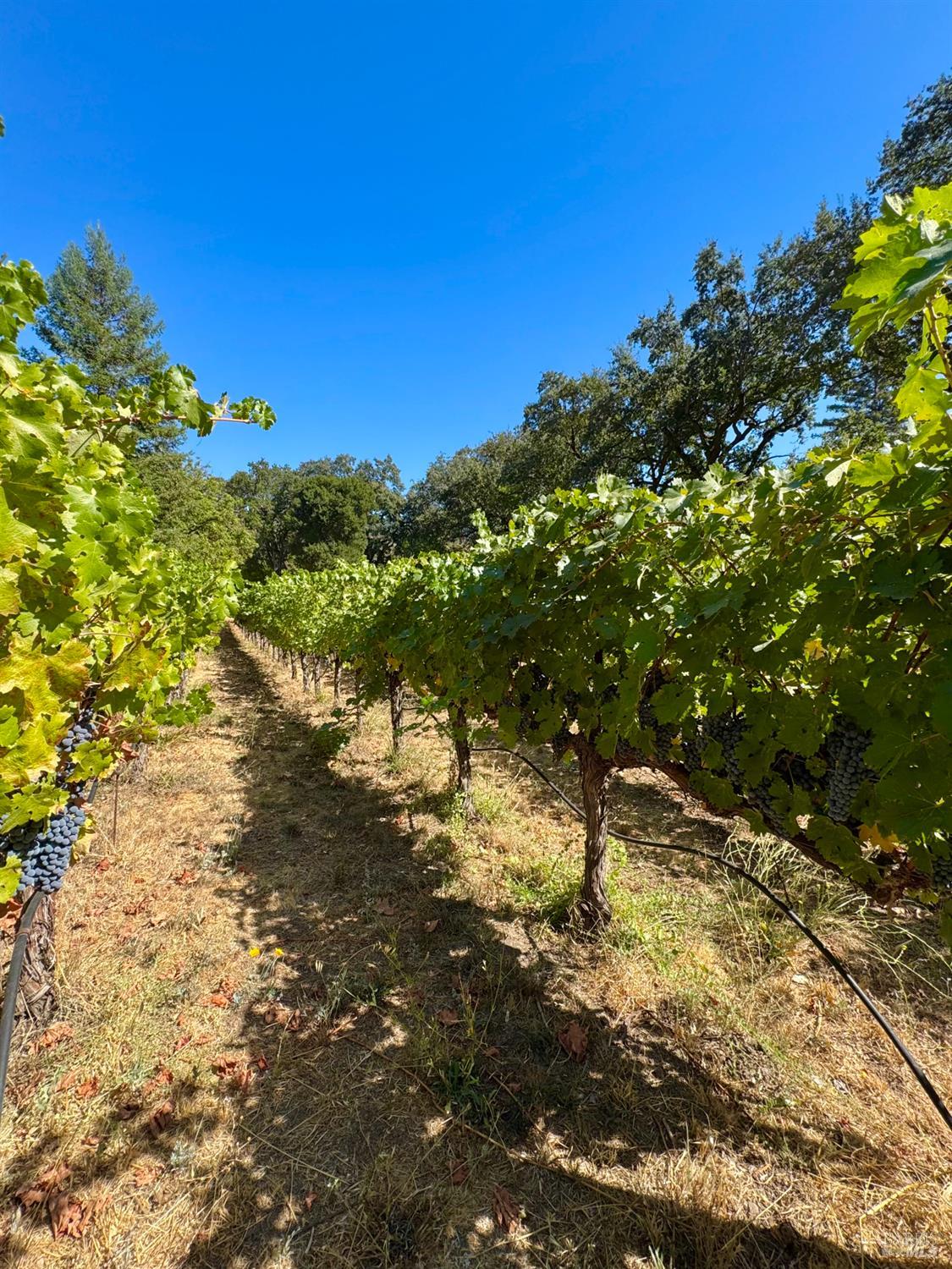 Detail Gallery Image 51 of 72 For 109 Glass Mountain Ln, Saint Helena,  CA 94574 - 3 Beds | 2/1 Baths