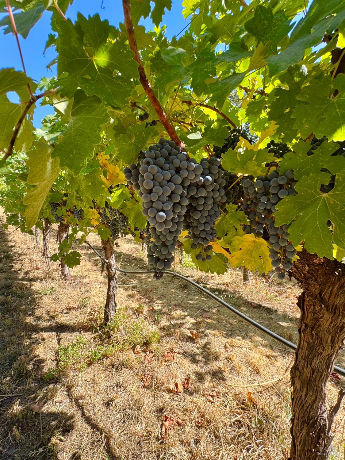 Detail Gallery Image 52 of 72 For 109 Glass Mountain Ln, Saint Helena,  CA 94574 - 3 Beds | 2/1 Baths