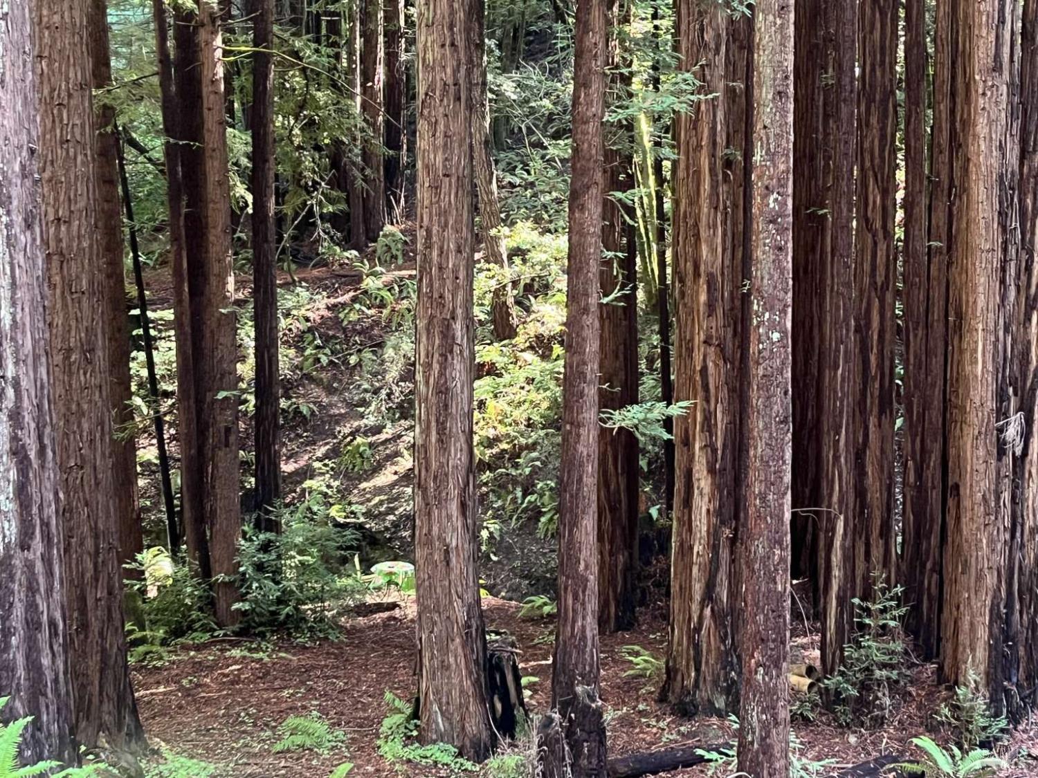 Detail Gallery Image 6 of 36 For 16125 Bittner Rd, Occidental,  CA 95465 - 4 Beds | 2 Baths