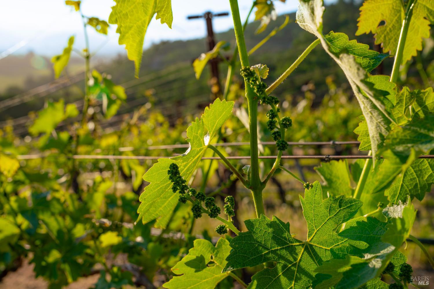Detail Gallery Image 16 of 17 For 2893 Saint Helena Hwy, Saint Helena,  CA 94574 - 3 Beds | 2/1 Baths