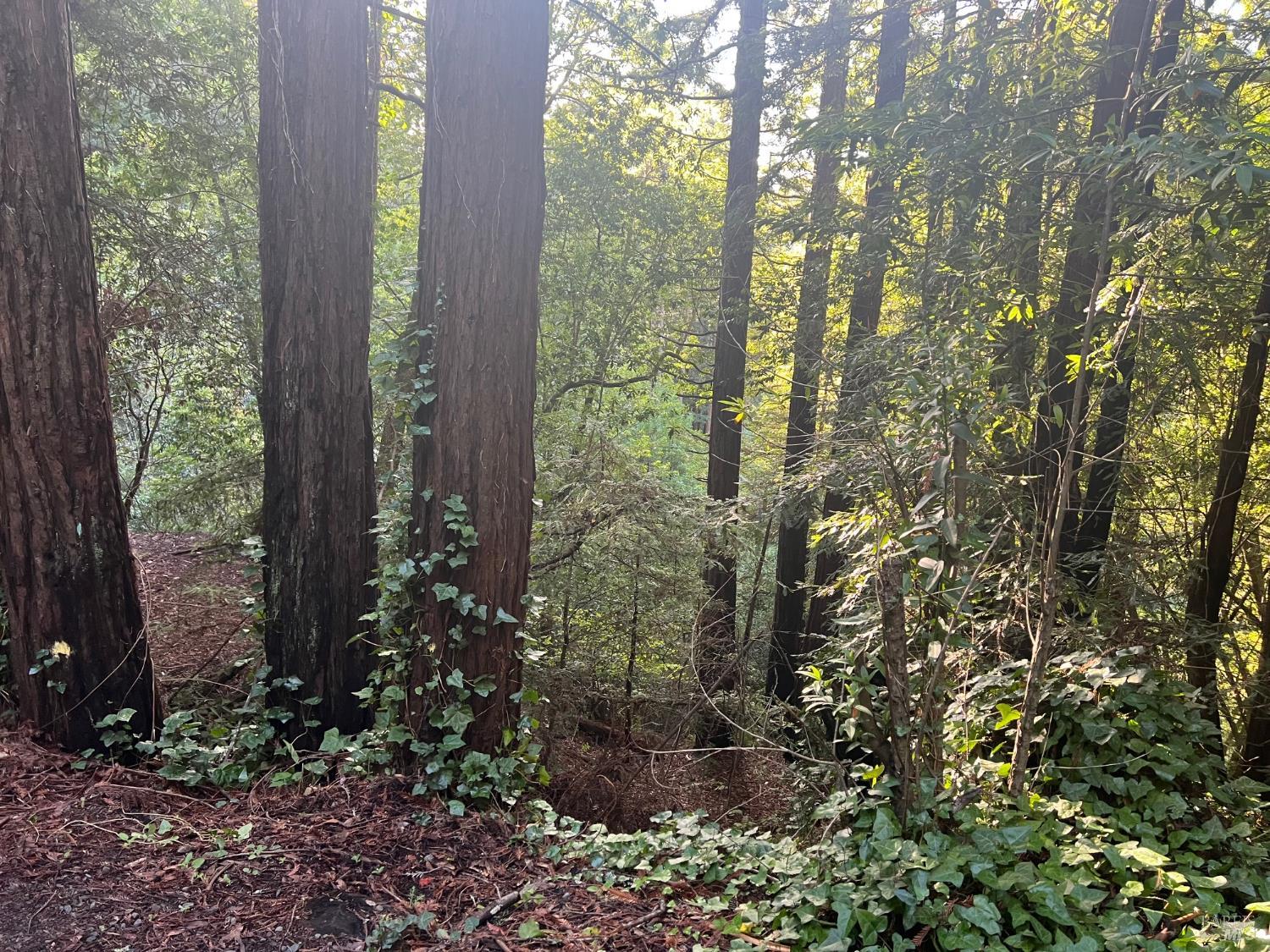 Detail Gallery Image 5 of 12 For 21866 Monte Vista Ter, Monte Rio,  CA 95462 - – Beds | – Baths