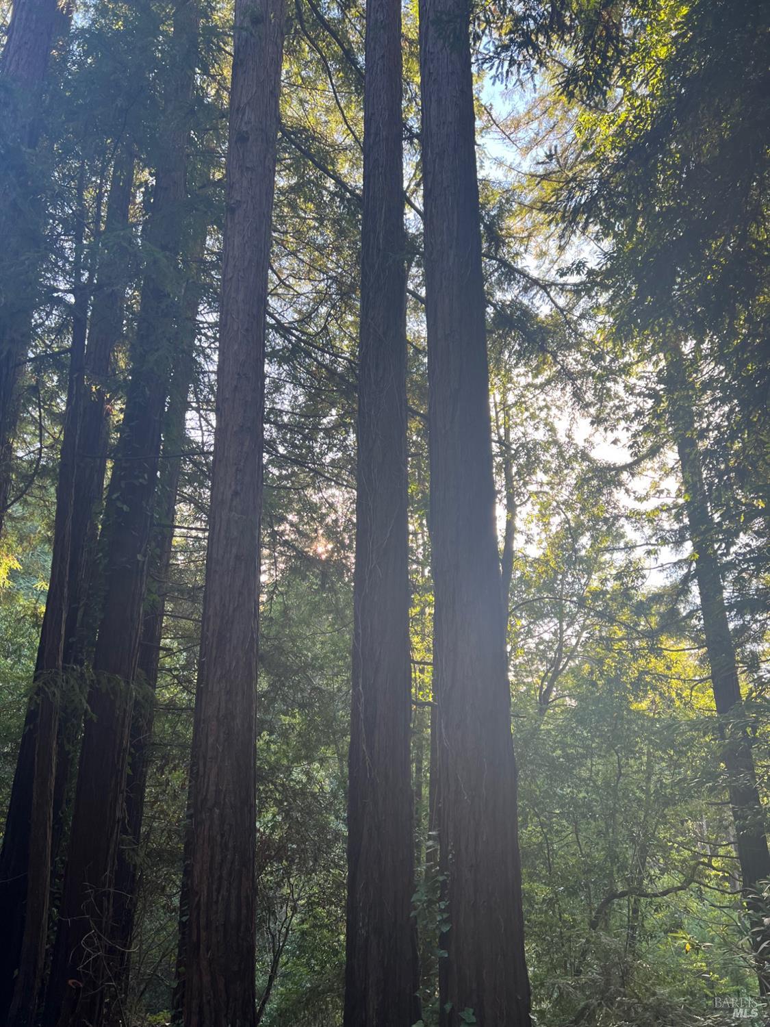 Detail Gallery Image 4 of 12 For 21866 Monte Vista Ter, Monte Rio,  CA 95462 - – Beds | – Baths