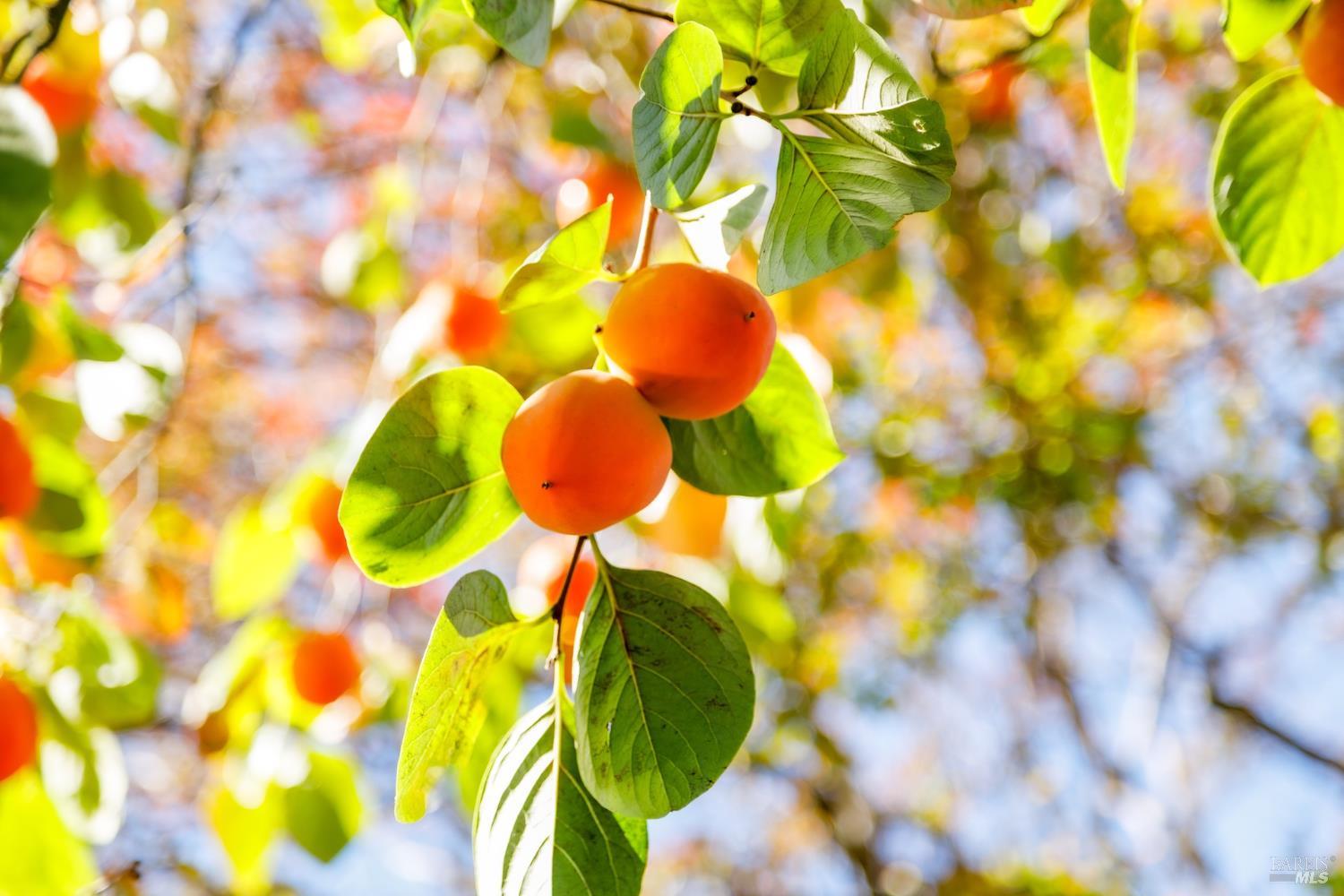 Detail Gallery Image 12 of 26 For 1203 Glenn St, Santa Rosa,  CA 95401 - 3 Beds | 2 Baths