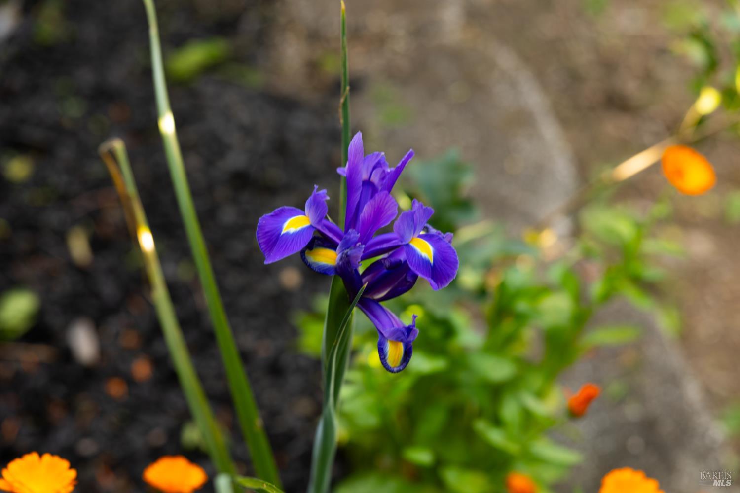 Detail Gallery Image 47 of 47 For 340 Kendrick Ln, Vacaville,  CA 95687 - 3 Beds | 2 Baths