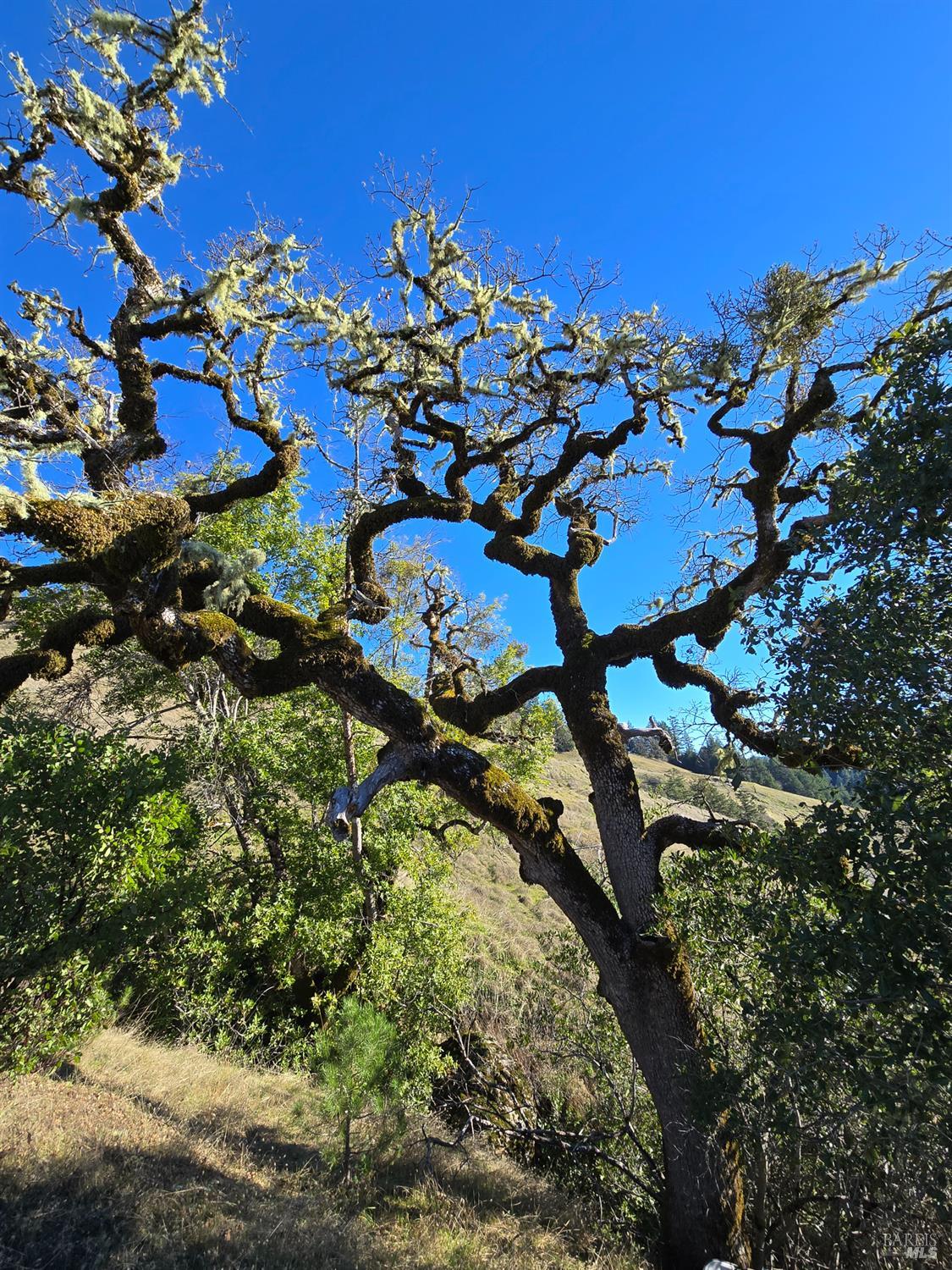 Detail Gallery Image 13 of 25 For 16191 Ridgeview Rd, Willits,  CA 95490 - – Beds | – Baths