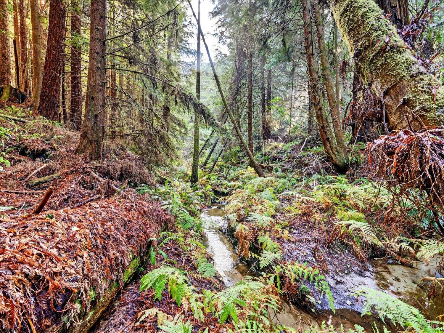 Detail Gallery Image 23 of 26 For 19400 Dorffi Rd, Fort Bragg,  CA 95437 - 3 Beds | 2/1 Baths