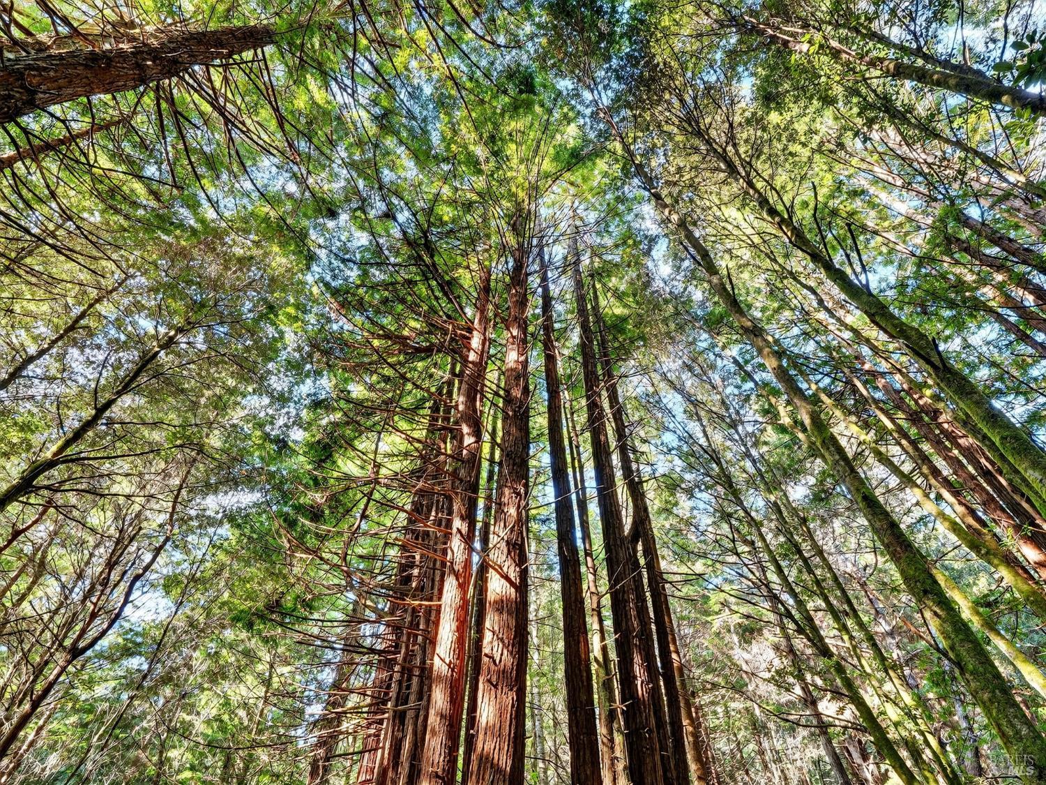 Detail Gallery Image 20 of 26 For 19400 Dorffi Rd, Fort Bragg,  CA 95437 - 3 Beds | 2/1 Baths