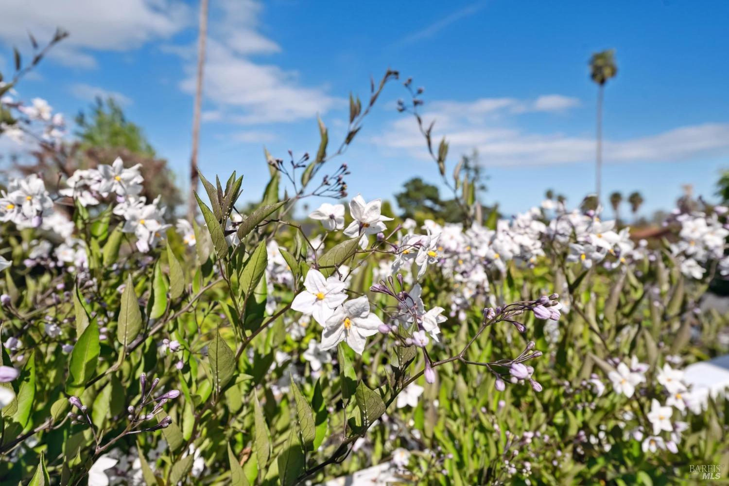 Detail Gallery Image 15 of 57 For 31 Antilles Way, Tiburon,  CA 94920 - 3 Beds | 2/1 Baths