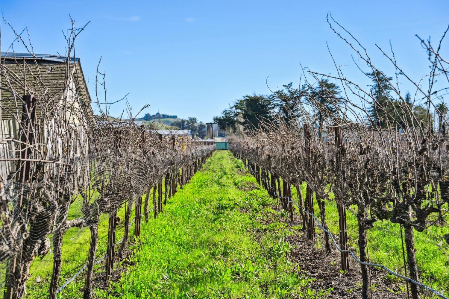 Detail Gallery Image 39 of 89 For 3957 Lakeville Hwy, Petaluma,  CA 94954 - 5 Beds | 2 Baths