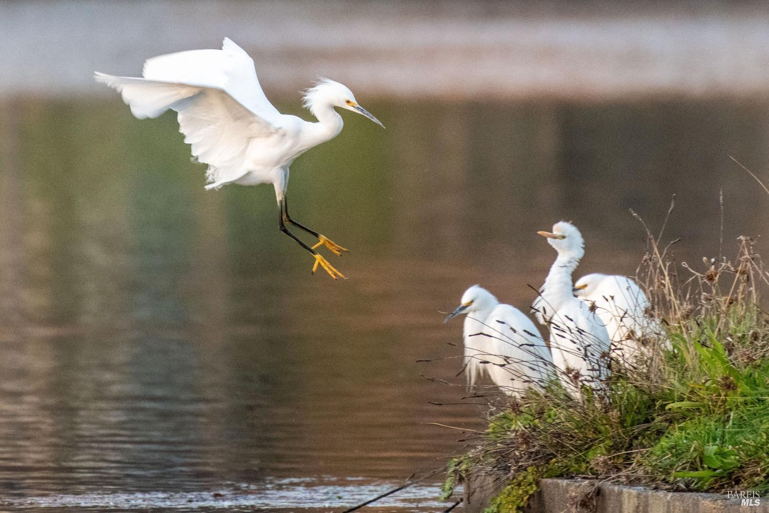 Detail Gallery Image 12 of 51 For 9636 Lakewood Dr, Windsor,  CA 95492 - 2 Beds | 2 Baths
