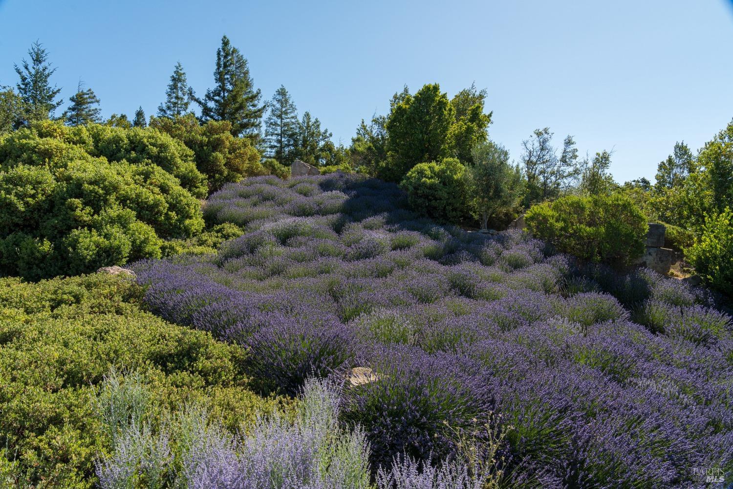 Detail Gallery Image 32 of 33 For 2947 Cavedale Rd, Glen Ellen,  CA 95442 - 3 Beds | 3/1 Baths