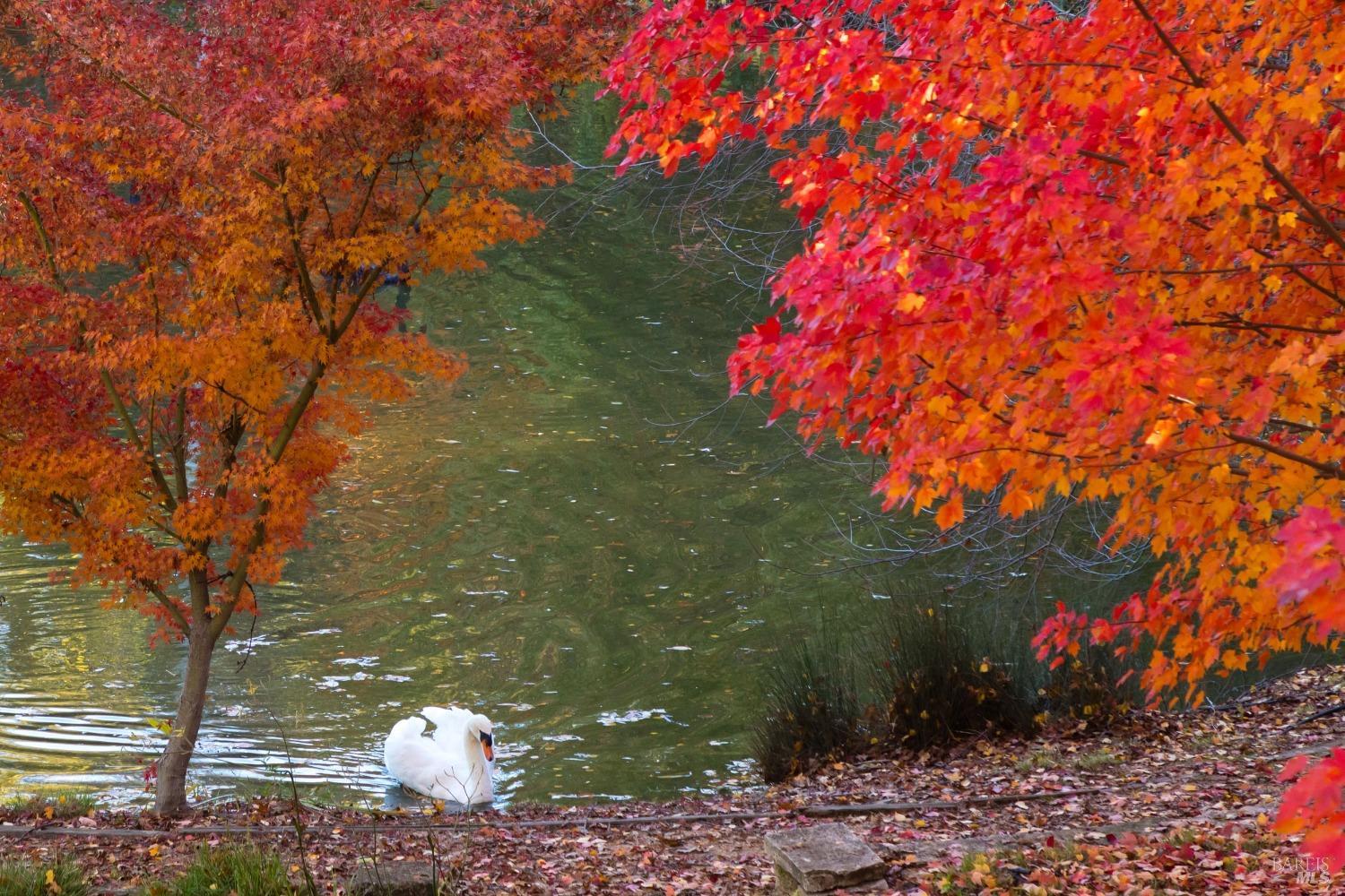 Detail Gallery Image 27 of 37 For 18730 Canyon Rd, Sonoma,  CA 95476 - 4 Beds | 4/1 Baths