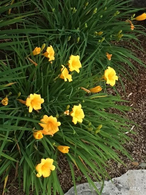 Detail Gallery Image 74 of 74 For 55 Las Casas Dr, San Rafael,  CA 94901 - 3 Beds | 2/1 Baths