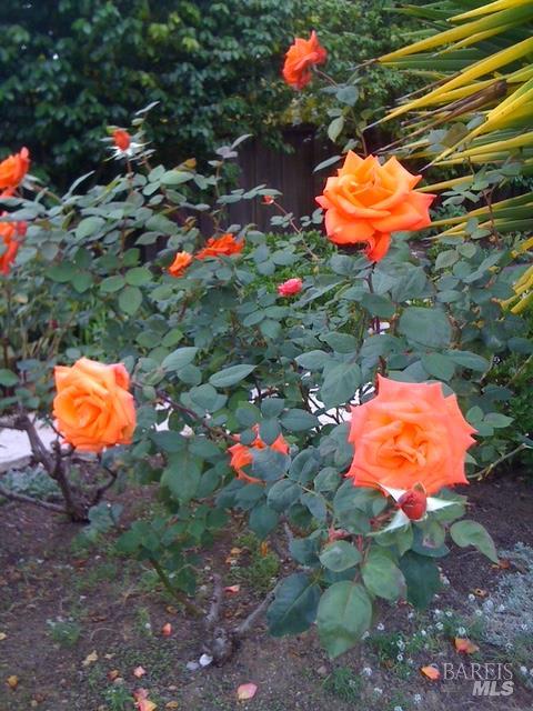 Detail Gallery Image 67 of 74 For 55 Las Casas Dr, San Rafael,  CA 94901 - 3 Beds | 2/1 Baths