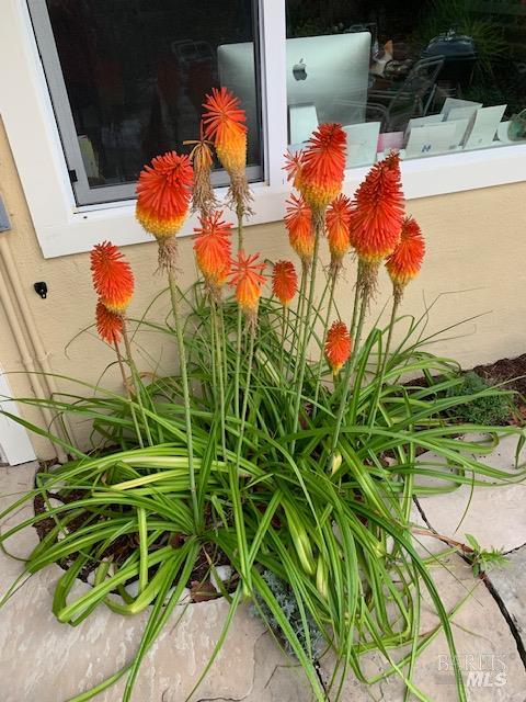 Detail Gallery Image 65 of 74 For 55 Las Casas Dr, San Rafael,  CA 94901 - 3 Beds | 2/1 Baths