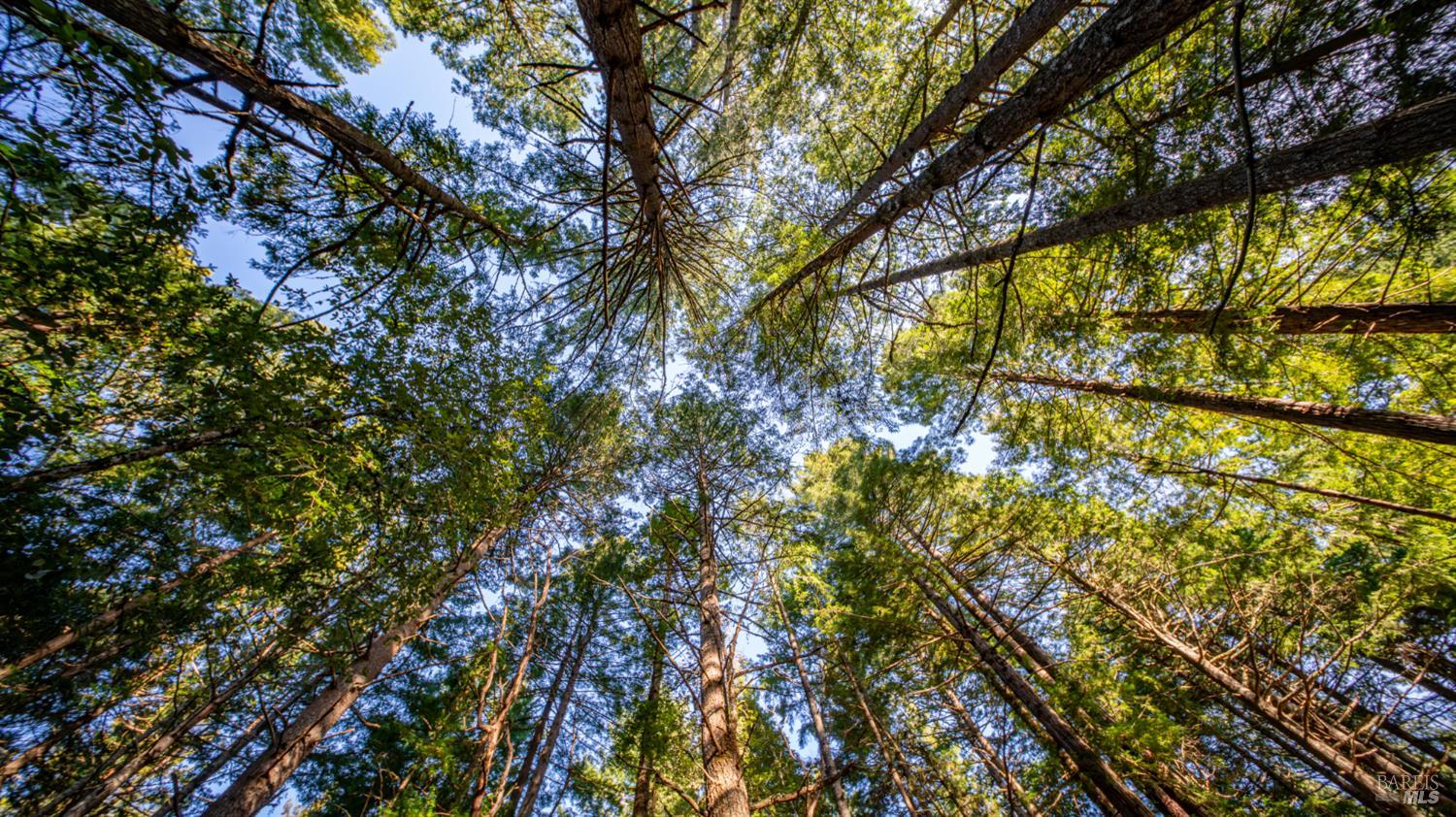 Detail Gallery Image 27 of 30 For 17470 Willow Creek Rd, Occidental,  CA 95465 - – Beds | – Baths