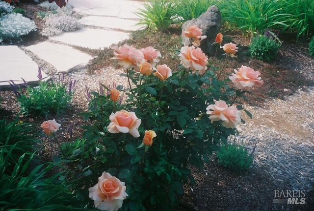 Detail Gallery Image 64 of 74 For 55 Las Casas Dr, San Rafael,  CA 94901 - 3 Beds | 2/1 Baths