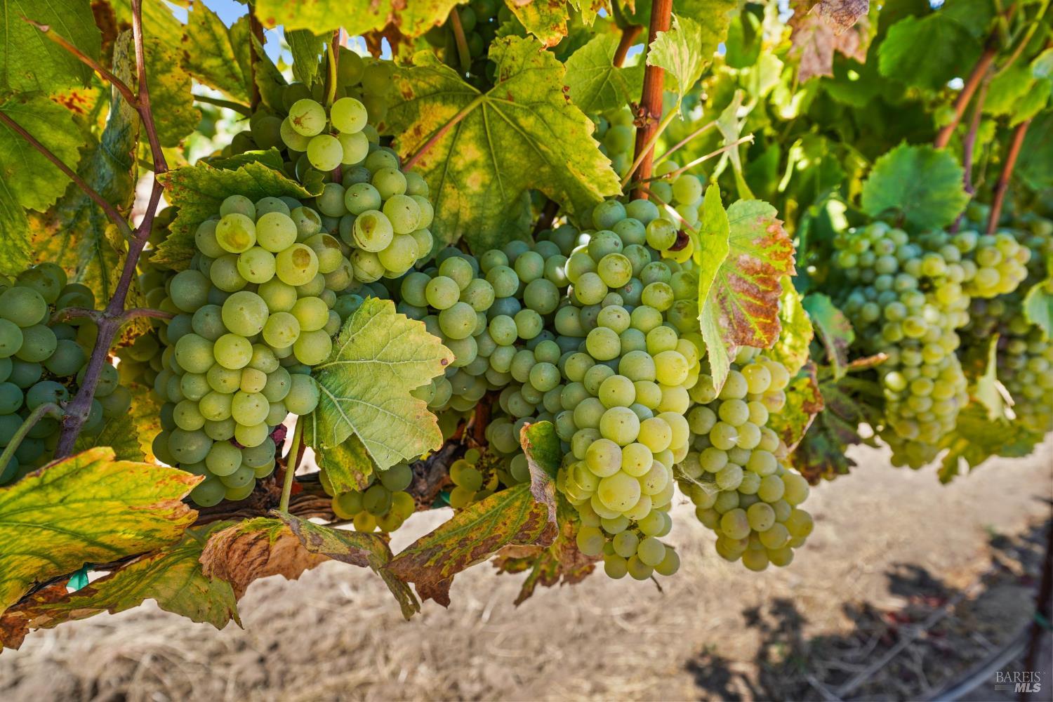 Detail Gallery Image 17 of 24 For 5267 Old Sonoma Rd, Napa,  CA 94559 - 5 Beds | 3/1 Baths