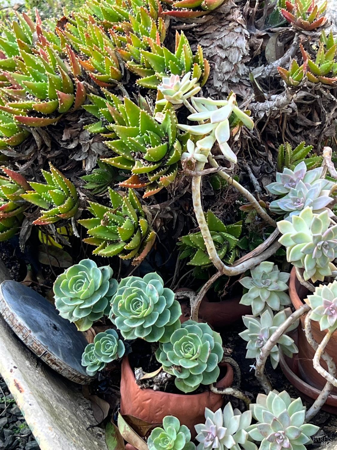 Detail Gallery Image 23 of 55 For 161 Bear Flag Rd, Sonoma,  CA 95476 - 2 Beds | 2 Baths