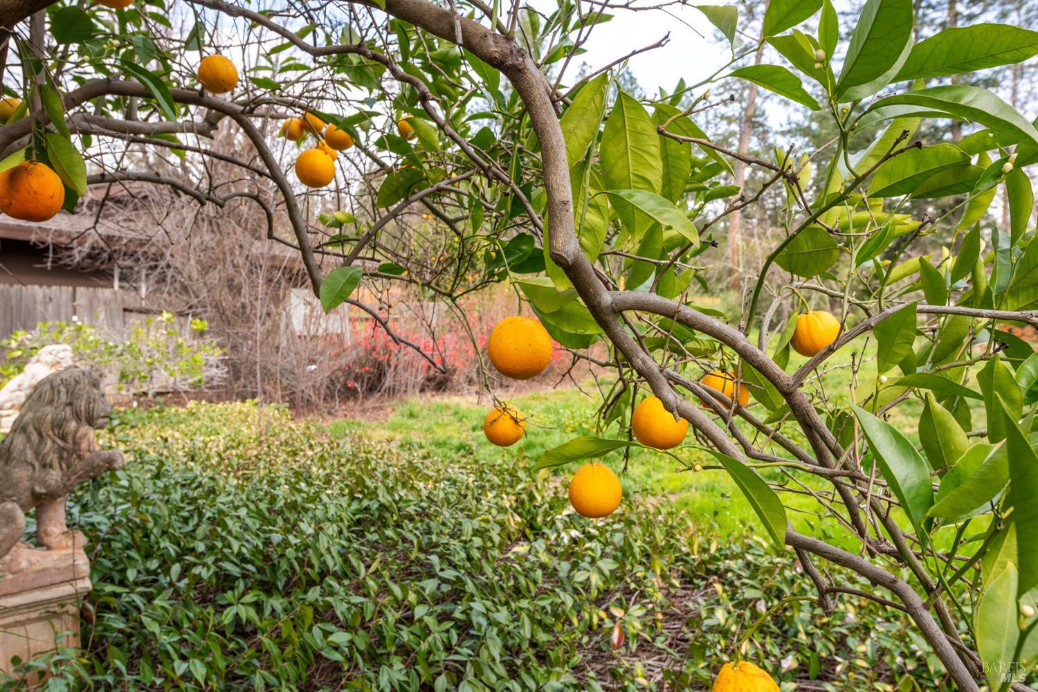 Detail Gallery Image 14 of 54 For 506 La Tierra Dr, Angwin,  CA 94508 - 3 Beds | 3 Baths