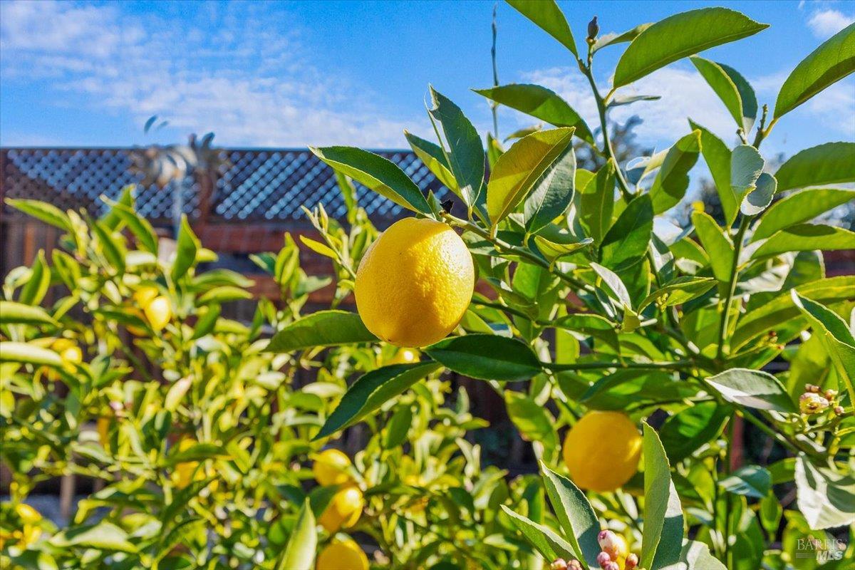 Detail Gallery Image 43 of 51 For 573 Misty Ct, Santa Rosa,  CA 95403 - 5 Beds | 3 Baths