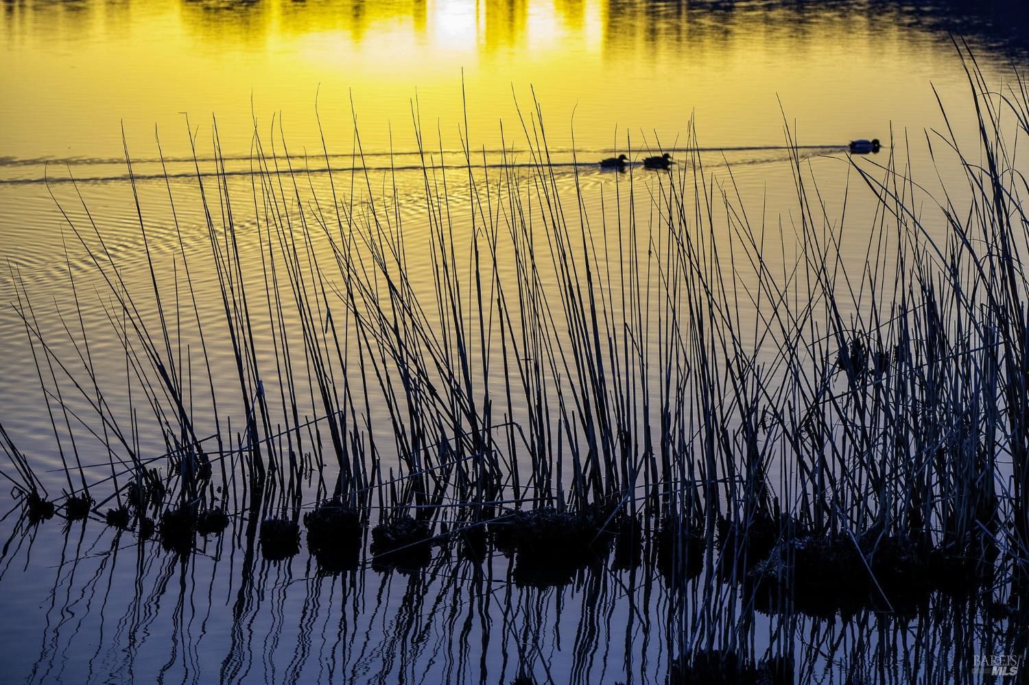 Detail Gallery Image 51 of 61 For 1636 Sarkesian Dr, Petaluma,  CA 94954 - 4 Beds | 3 Baths