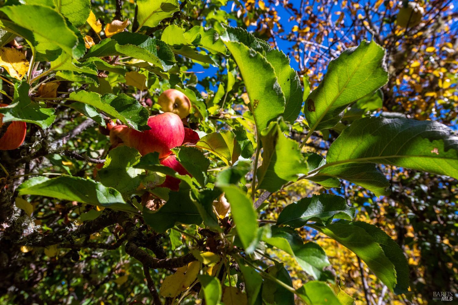 Detail Gallery Image 16 of 36 For 13320 Estate Dr, Boonville,  CA 95415 - 2 Beds | 1 Baths