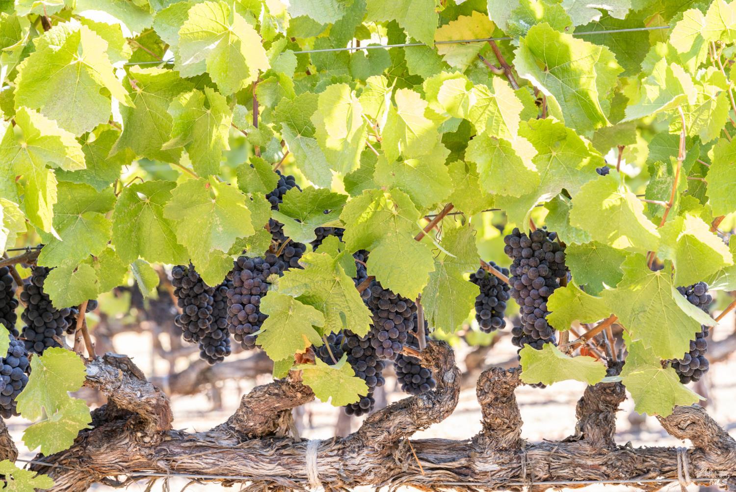 Detail Gallery Image 12 of 18 For 3000 River Rd, Windsor,  CA 95492 - – Beds | – Baths